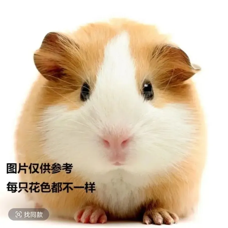 温顺可爱家庭喂养的活物豚鼠小宠物荷兰猪宠物鼠黏人亲人低价