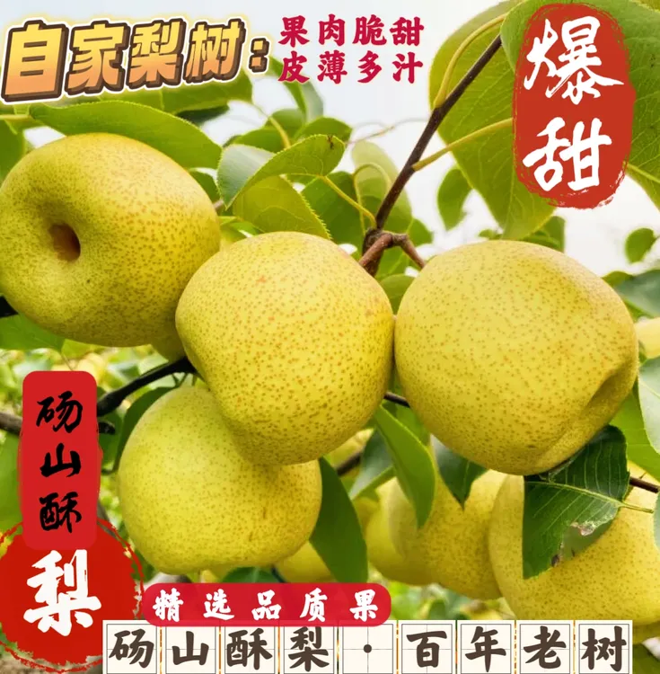 【百年老树】正宗自家砀山酥梨皮薄多汁脆甜无渣新鲜水果砀山梨