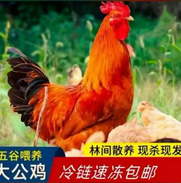 农家放养黄油老母鸡搭配土公鸡组合装带内脏冷链包邮