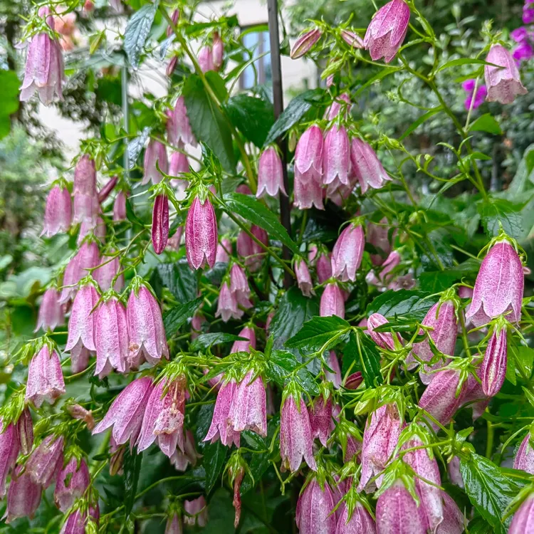 [紫斑风铃卢布] 1盆1加仑口径 多年生宿根风铃草好养耐热耐寒美观