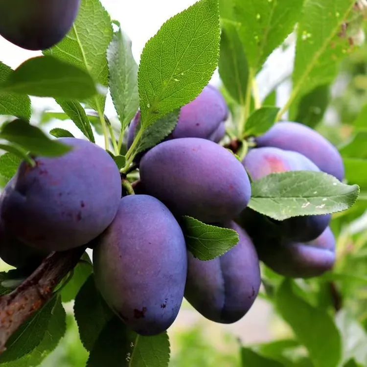 直播间一物一拍西梅李子一树李子树苗多品