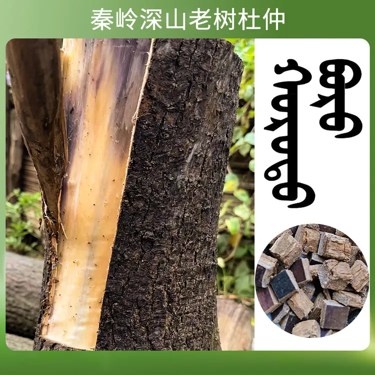 山里的杜仲树皮加自然牛膝