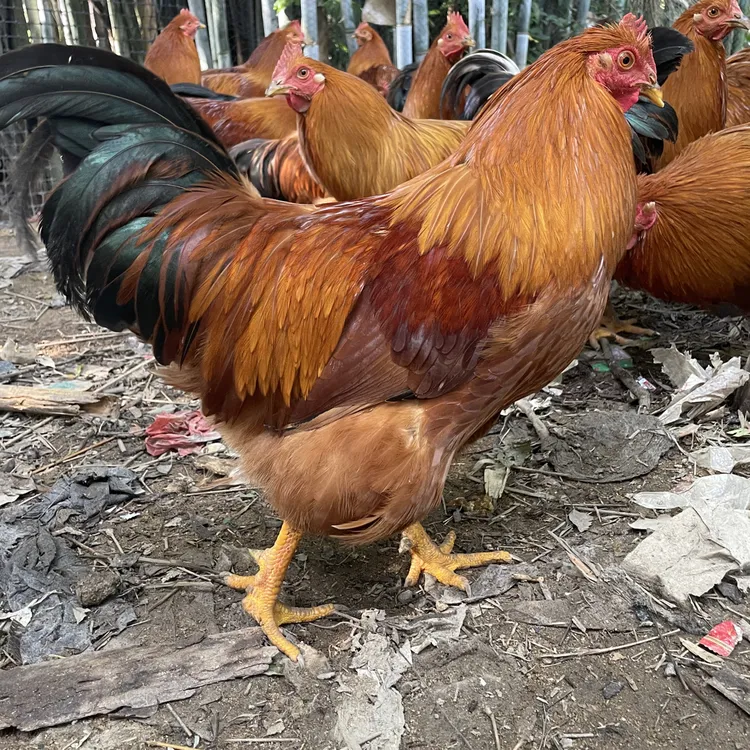 广西灵山散养散放土阉鸡大扇鸡  生鲜宰杀（京东包邮）