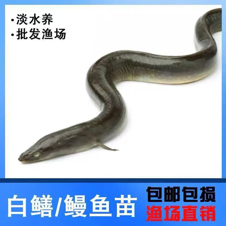 淡水鳗鱼苗白鳝鱼苗鱼塘江鳗白鳗鱼苗淡水河鳗鱼苗养殖花白鳗鱼苗