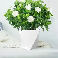 栀子花盆栽花卉植物室内带花苞阳台水培绿植浓香型大树苗四季好养