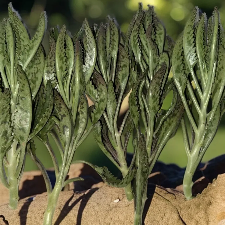 无根鸟头(约15公分长)10棵不死鸟，虎纹不死鸟落地生根