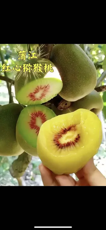 四川蒲江红心猕猴桃新鲜当季水果奇异果香甜多汁孕妇适用