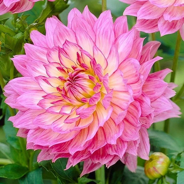 大丽花花卉种子发货多年生懒人花卉庭院阳台好养