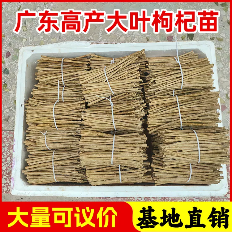 100棵批发 枸杞叶苗食用大叶枸杞菜苗枸杞树苗广东南方扦插苗插秧