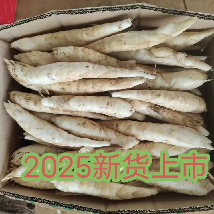 新鲜无渣冬粉薯 东京薯竹薯 新鲜冬粉薯 现挖现发煲汤糖水