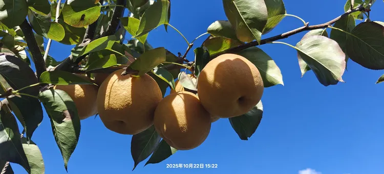 丽江高原原生态正宗木梨秋月梨