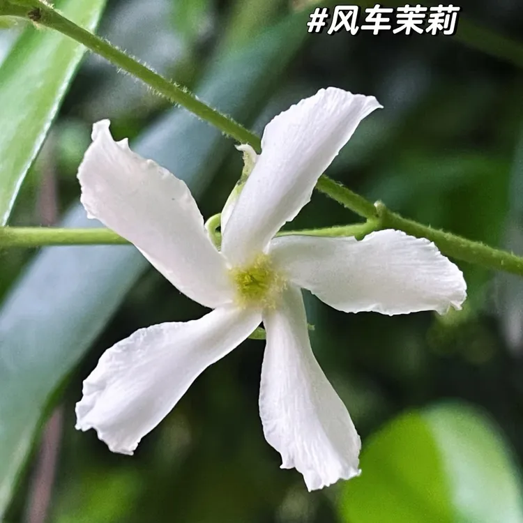 风车茉莉浓香开花植物耐寒耐旱盆栽地栽爬藤花墙景观植物花卉