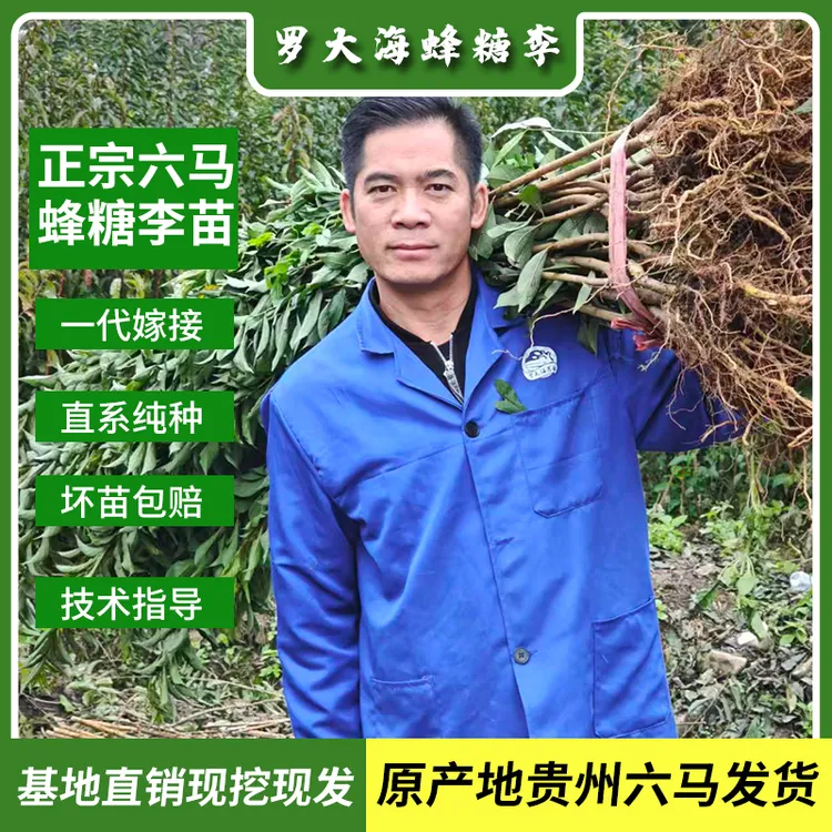贵州六马蜂糖李树苗土栽盆栽正宗蜂糖李树苗蜂糖李李子苗【嫁接苗】