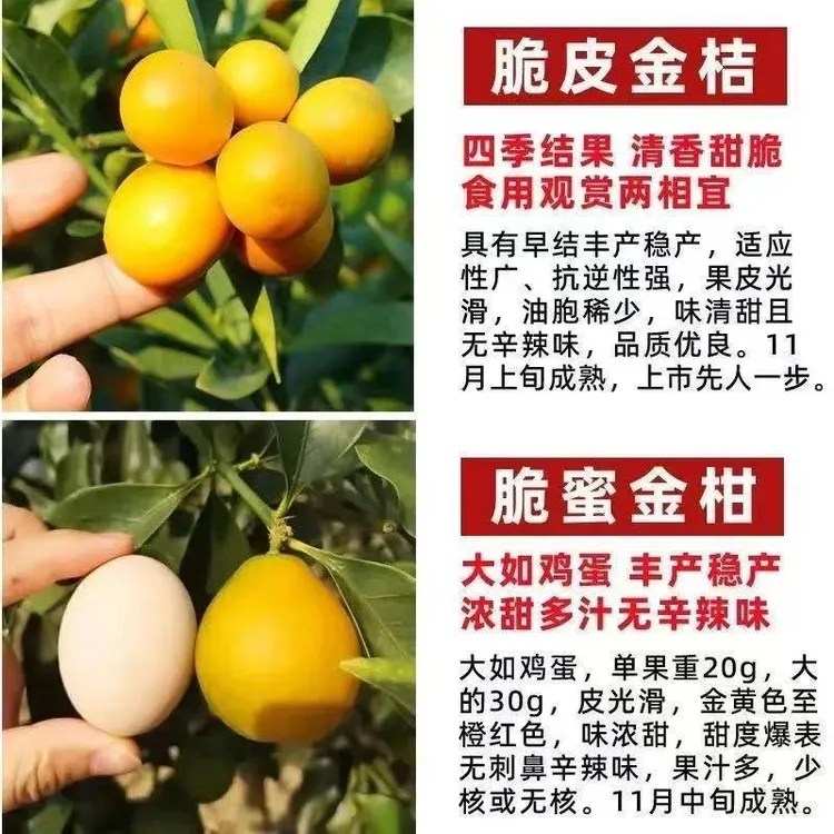 广西脆皮金桔三代脆蜜金柑果树苗盆栽地栽嫁接苗四季栽培