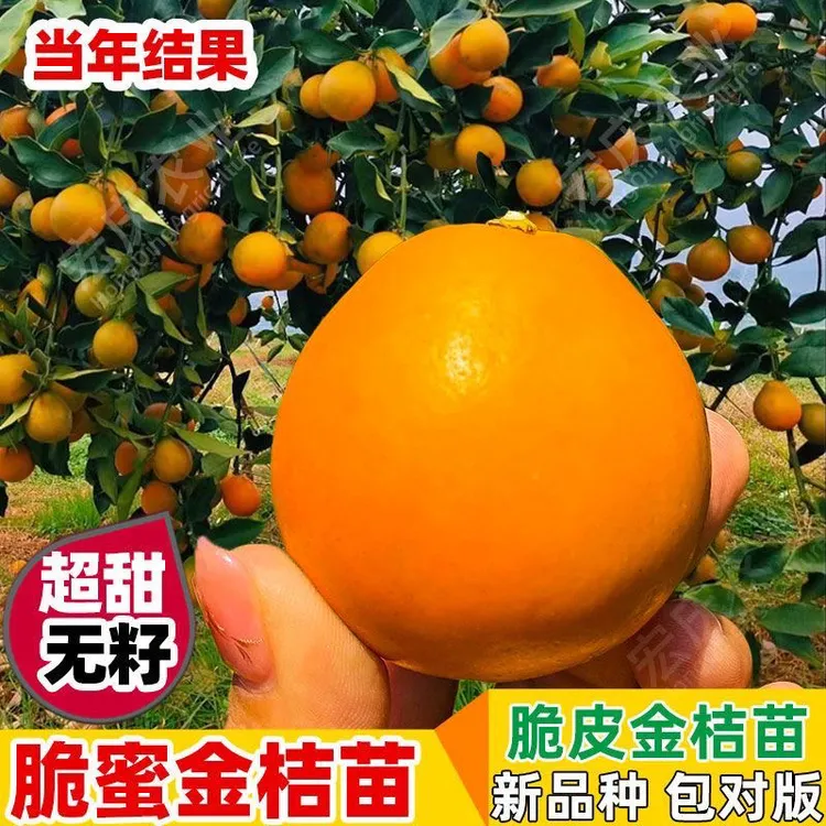 【甜度五星级】正宗嫁接脆蜜脆皮金桔柑树苗橘子苗金桔四季南北可种