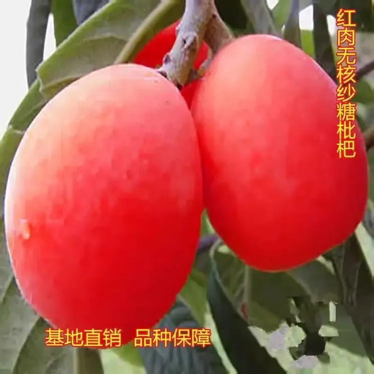 正宗无核砂糖红皮果树枇杷苗种植枇杷南北方盆栽地栽当年结果红肉