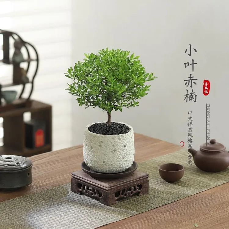 小叶赤楠盆栽室内桌面客厅好养花卉绿植净化空气四季常青植物盆景