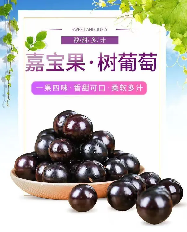 【新品尝鲜】沙巴嘉宝果树葡萄香甜多汁稀有水果孕妇适宜酸甜整件批
