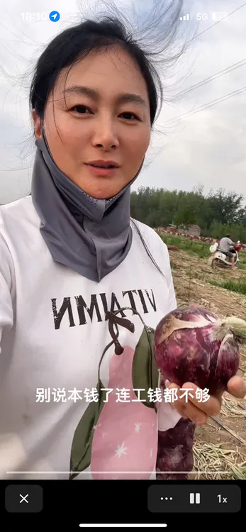 河南紫皮扁圆水果洋葱生吃微甜农特产脆微辣微甜5斤 装