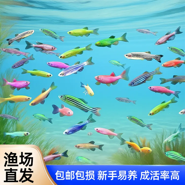 淡水观赏群游好养耐活斑马鱼小型热带淡水观赏鱼适合新手饲养