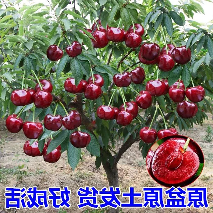 车厘子树苗特大樱桃树苖南北方种植庭院果树矮化樱桃苗树当年结果