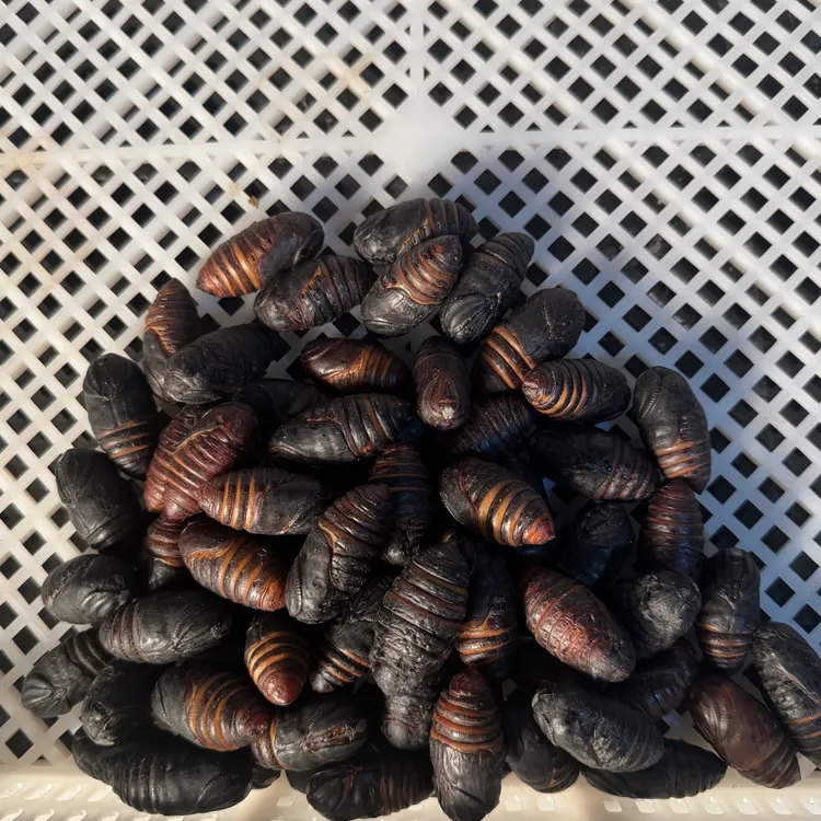 西丰特产新鲜柞树小黑蛹补充高蛋白高营养地道产地直供鲜货速发
