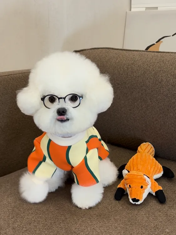 原创宠物狗狗猫咪衣服比熊博美背心马甲小熊ins风冬季保暖绒衣