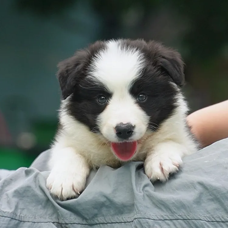 0607拍摄16号黑白边牧狗狗幼犬妹妹①6.12②7.12