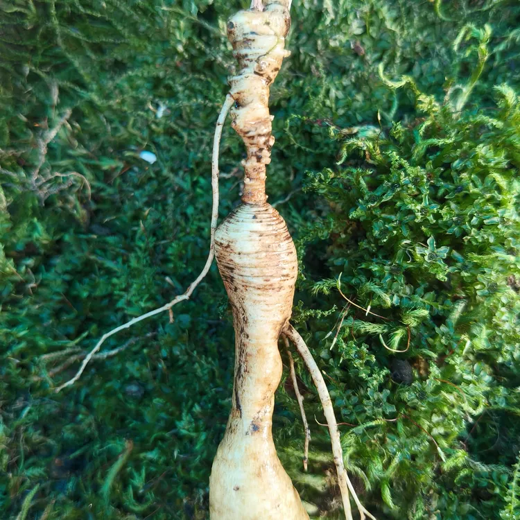 长白山野外飞籽参一棵前凸后翘肤白貌美大长腿这玩意放8+1里绝了