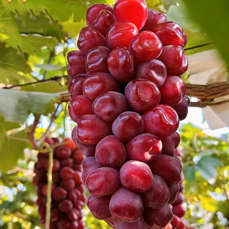浪漫红眼葡萄苗 （两年裸根苗） 新疆本地发货包邮