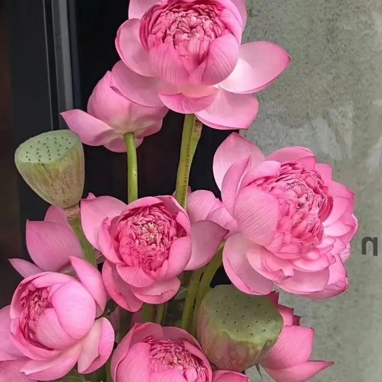 荷花新鲜带杆花材鲜花花束鲜切花单瓣莲蓬水样插花顺丰包邮鲜花