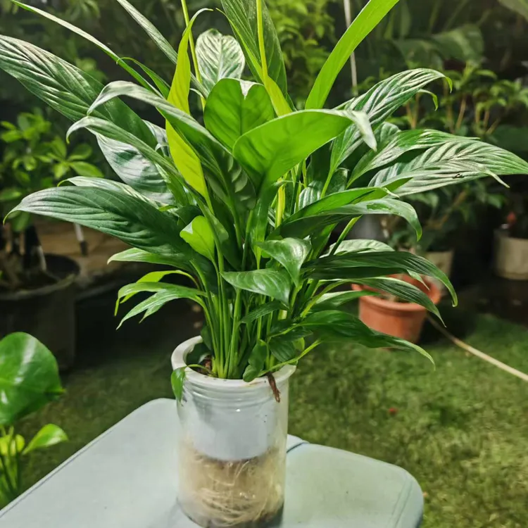 西藏包邮一帆风顺花卉绿植盆栽水培白掌室内办公室客厅摆放