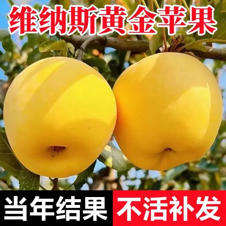 维纳斯黄金苹果树苗盆栽南北方种庭院地栽矮化嫁接苹果苗当年结果