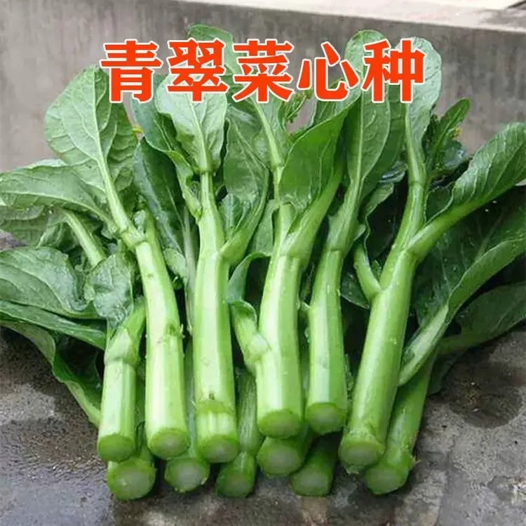 四季种植四九甜菜心种籽抗热耐湿菜苔春秋黄心菜种子庭院蔬菜种lz