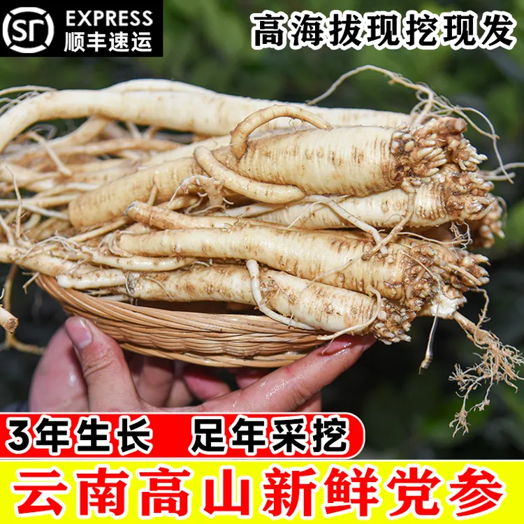 云南高山新鲜党参现挖现发产地直发非党参干货种子【带泥发货】