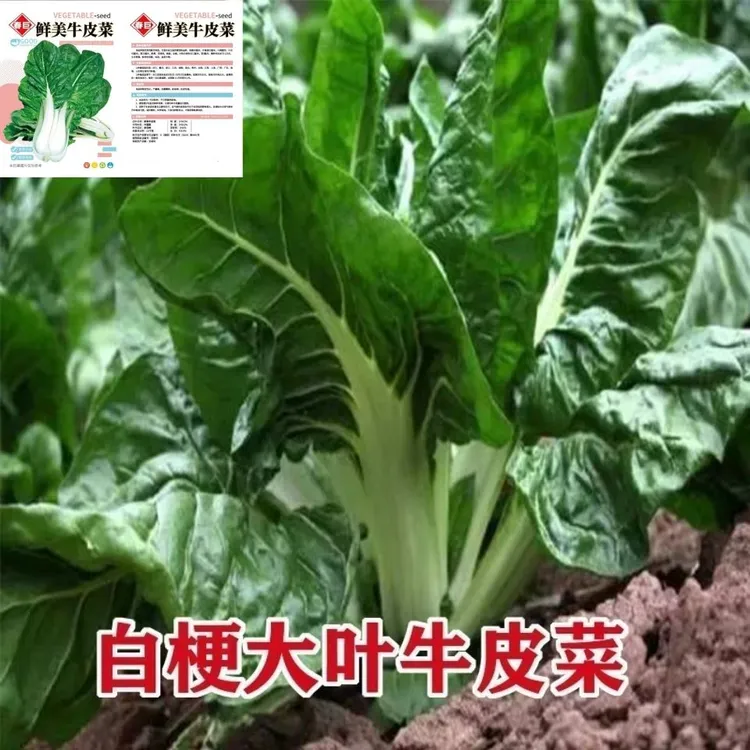 白梗大叶牛皮菜种子蔬菜种子菜园盆栽种植春夏秋四季厚皮青菜种子