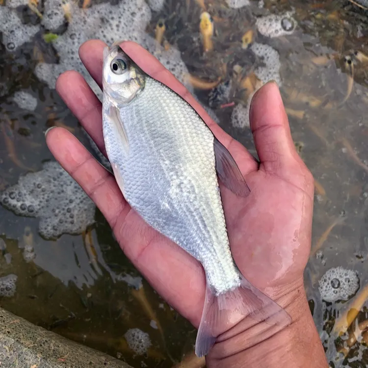 淡水三角鲂鱼武昌鱼 宠物水族