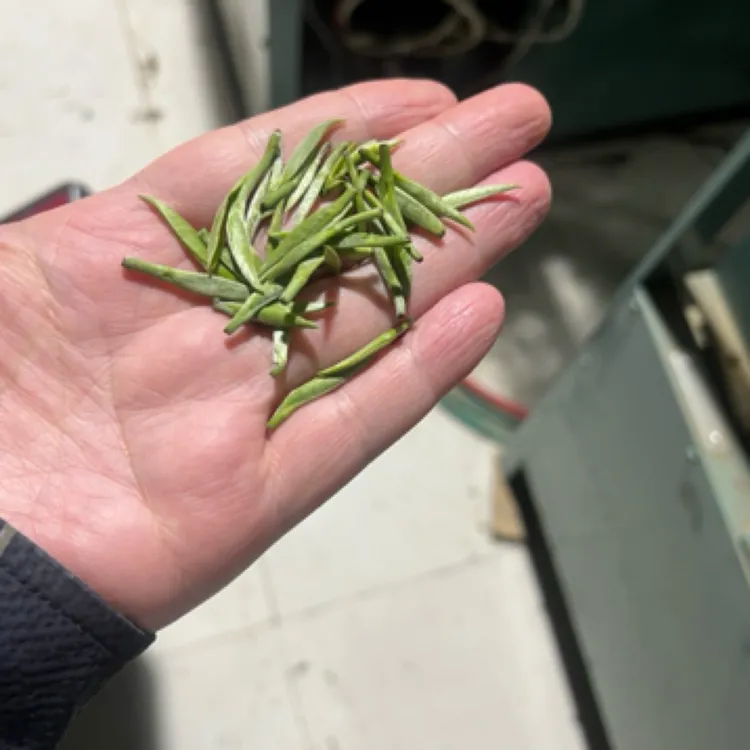 2025头采肥芽，加工成特级红茶，花香加蜜香，甘甜爽口