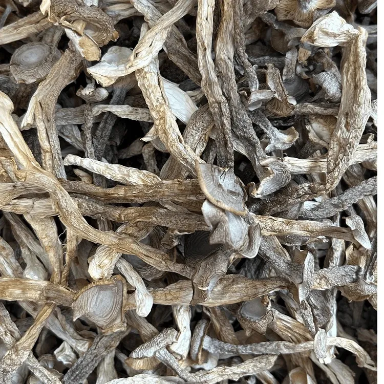 【250g，500g装】2025年新品贵州高山农家自种鹿茸菇