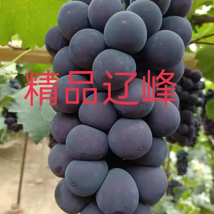 东北特产北镇辽峰葡萄嘎嘎甜颗粒包装2/3/5斤