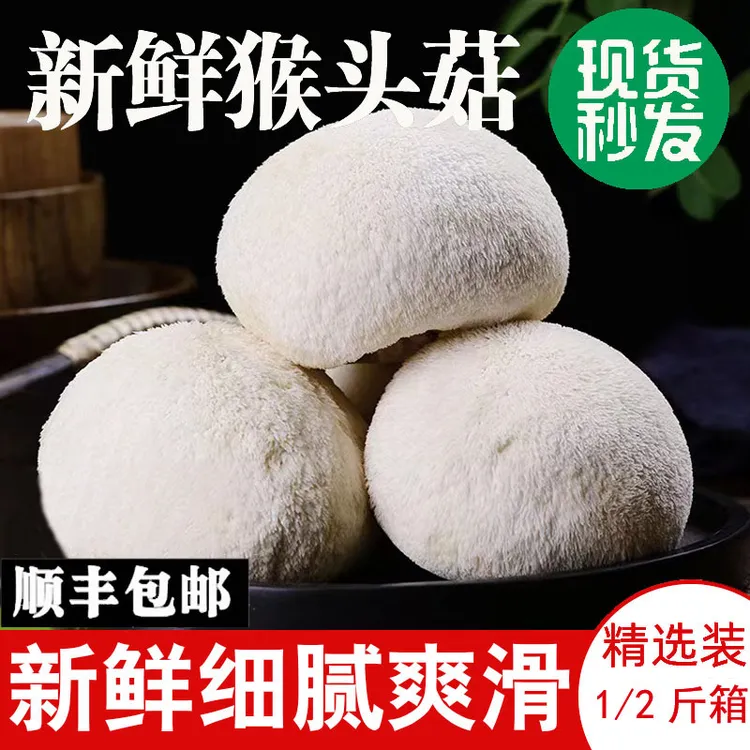 头茬猴头菇新鲜1/2斤古田特产猴菇养胃煲汤现采现发新鲜猴头菇