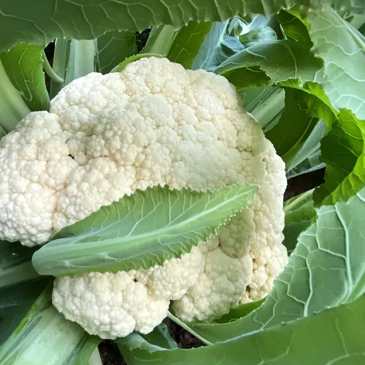 新鲜的散花菜花 当天采摘 京东快递发货包邮