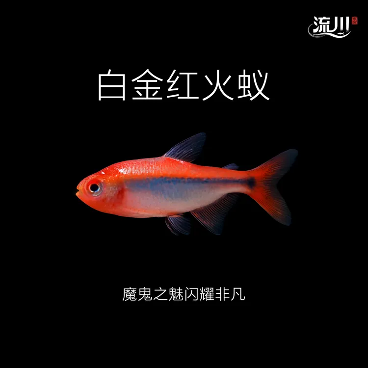 【流川鱼舍】白金红火蚁魔鬼灯鱼【顺丰包邮包损】