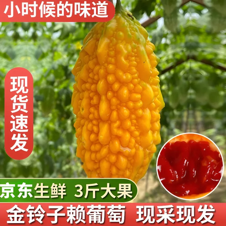 金铃子水果新鲜现摘赖葡萄小癞瓜黄金瓜金癞瓜小苦瓜3斤京东包邮
