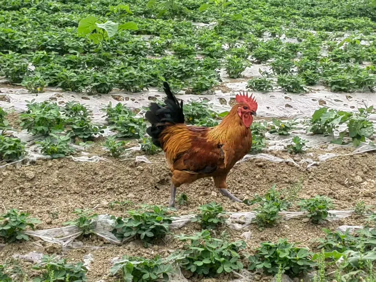 粮食喂养散养跑地鸡
