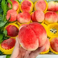 【只限山西省内可拍】脆甜水蜜桃 桃味儿十足  一份五斤