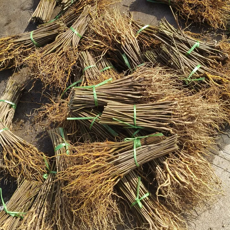 排栽专用苗，正宗厚皮川黄柏苗现挖现发基地直销