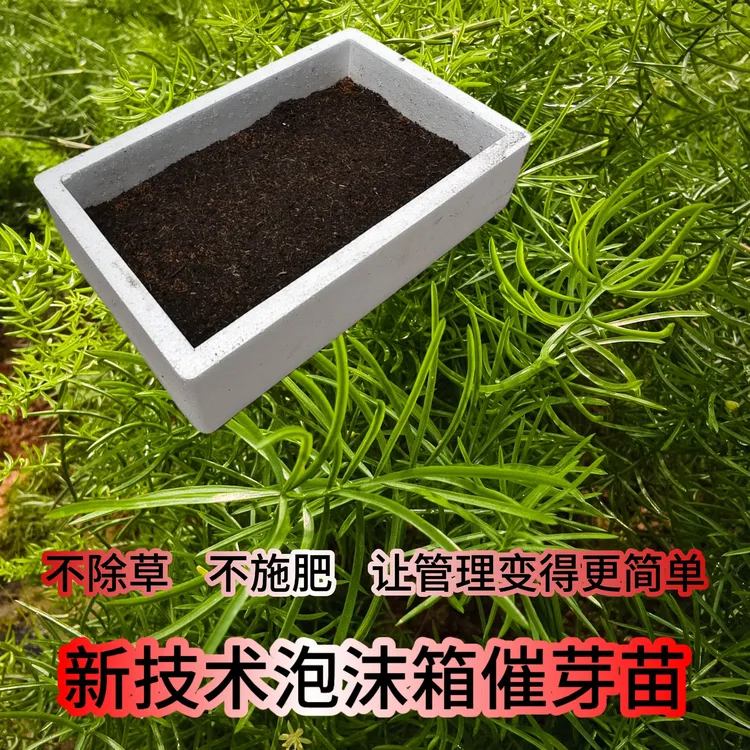 耐晒耐旱大天冬泡沫箱催芽苗室内培育再移栽可当粉防己架子用