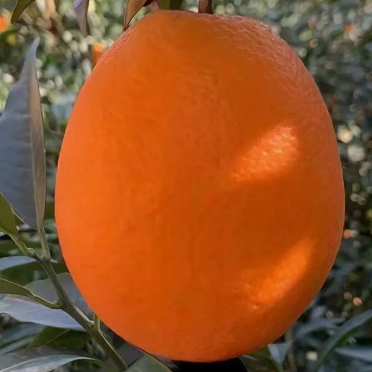 新鲜现摘正宗奉节脐橙生鲜水果包邮坏果包赔