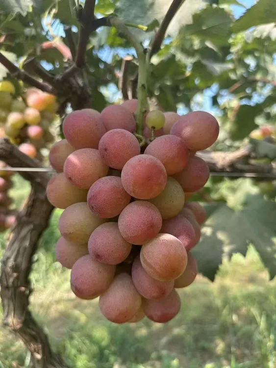 粉黄妮娜皇后应季水果纯甜无酸整串装会有籽皮会瑟